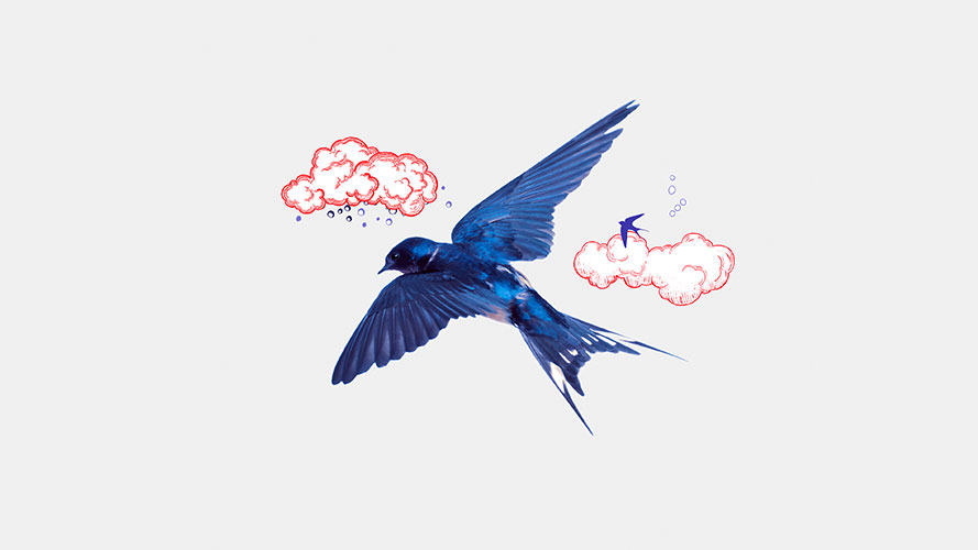 Blue bird